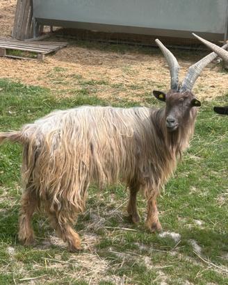Capra
