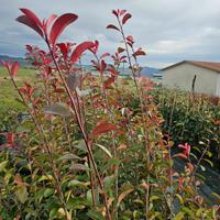 photinia red robim