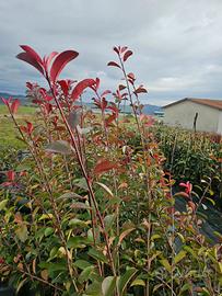 photinia red robim