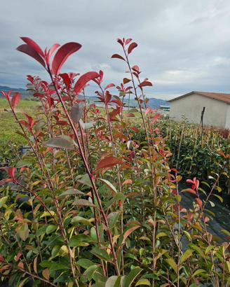 photinia red robim