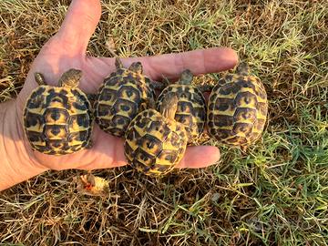 Testudo hermanni hermanni Sardegna