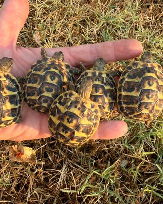 Testudo hermanni hermanni Sardegna