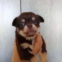 Chihuahua linea Russa