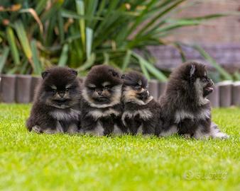 Volpino pomerania STUPENDI cuccioli Black&Tan