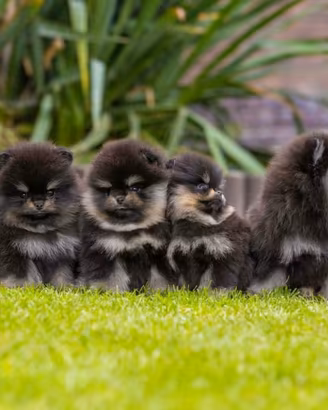 Volpino pomerania STUPENDI cuccioli Black&Tan