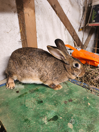 Conigli incrocio con leprino