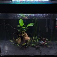 servizio di allestimento acquari 