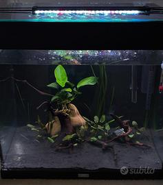 servizio di allestimento acquari 