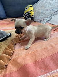 Chihuahua 2 Cucciole Femmine,Nate 11/01/2026