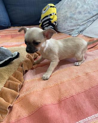 Chihuahua 2 Cucciole Femmine,Nate 11/01/2026