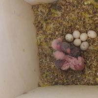 Piccoli di kakariki da imbeccare