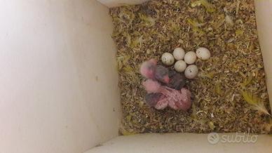 Piccoli di kakariki da imbeccare