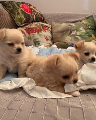 Chihuahua cuccioli