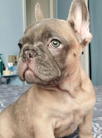 Bulldog francese
