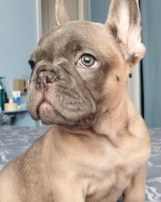 Bulldog francese