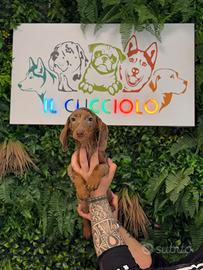 Bassotto maschio e femmina