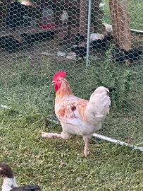 Galli e galline di 3 mesi