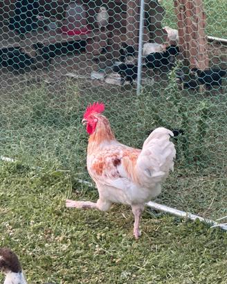 Galli e galline di 3 mesi