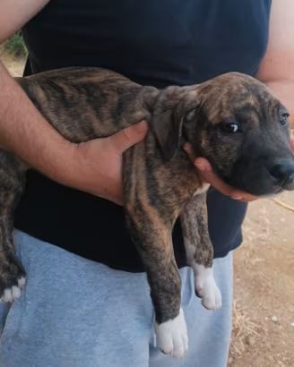 American Pitbull terrier