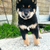 Cucciole di Shiba inu