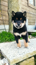 Cucciole di Shiba inu