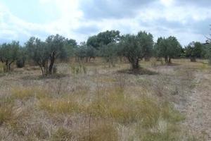 Terreno edificabile Lanciano previa approvazione