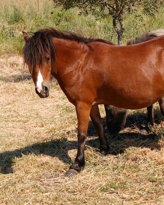 Poni gravida