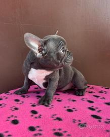 Cucciola di bulldog francese esotica 
