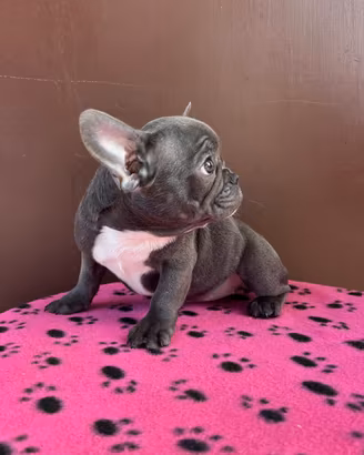 Cucciola di bulldog francese esotica 