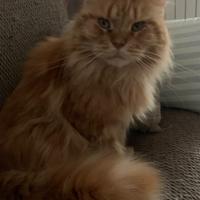 Femmina Maine Coon Adulta Sterilizzata