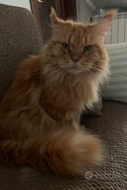 Femmina Maine Coon Adulta Sterilizzata