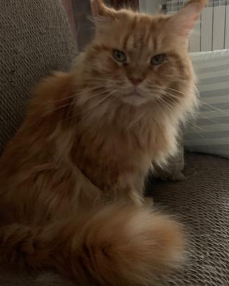 Femmina Maine Coon Adulta Sterilizzata