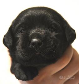 Cuccioli di LABRADOR RETRIEVER