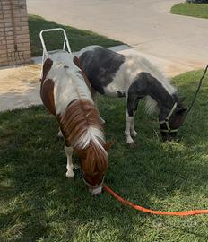 Mini pony/horse