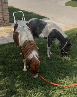Mini pony/horse