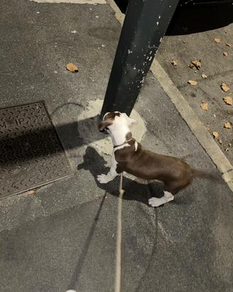 Animali