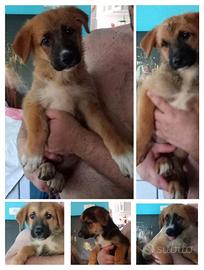 Cuccioli meravigliosi