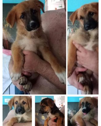 Cuccioli meravigliosi