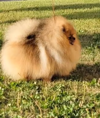 Spitz tedesco nano Pomerania