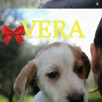 Cuccioli accattivanti