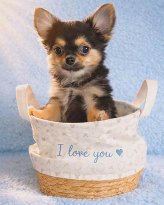 Chihuahua pelo lungo maschietto