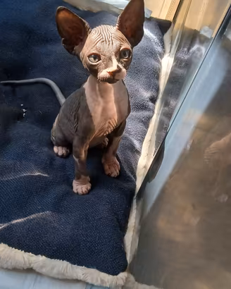 Gatto nudo