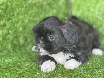 Shih Tzu