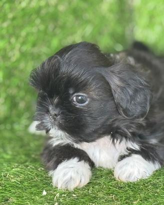 Shih Tzu