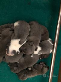 Staffordshire bull terrier blu