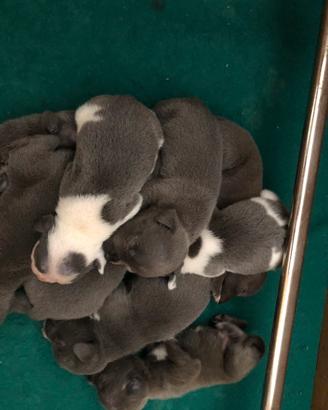 Staffordshire bull terrier blu