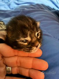 Cuccioli Maine Coon