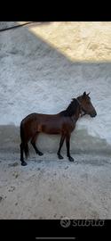 Pony