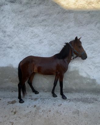 Pony