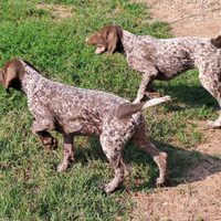 Bracco tedesco cuccioli kurzhaar cucciolo caccia f